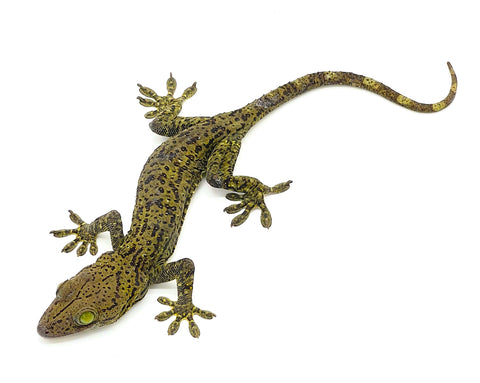 Green Eyed Tokay Gecko (Gekko smithi) - Reptile Pets Direct