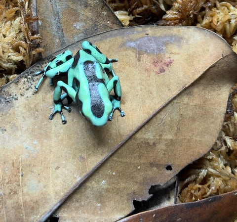CBB Adult Green and Black Auratus