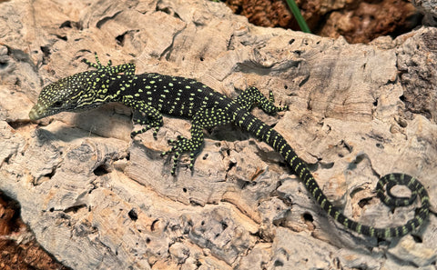 CB Golden Spotted Tree Monitor (Varanus boehmei) (GSTM1)