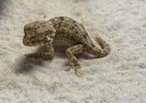 Helmeted Geckos