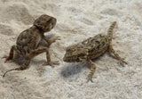 Helmeted Geckos