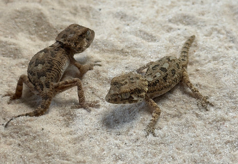Helmeted Geckos
