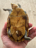 Hypo Scorpion Mud Turtle Female (Kinosternon scorpioides) (SMT1)