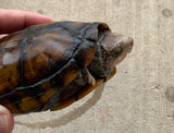 Hypo Scorpion Mud Turtle Male (Kinosternon scorpioides) (SMT2)