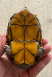Hypo Scorpion Mud Turtle Male (Kinosternon scorpioides) (SMT2)