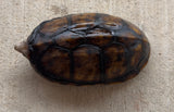 Hypo Scorpion Mud Turtle Male (Kinosternon scorpioides) (SMT2)