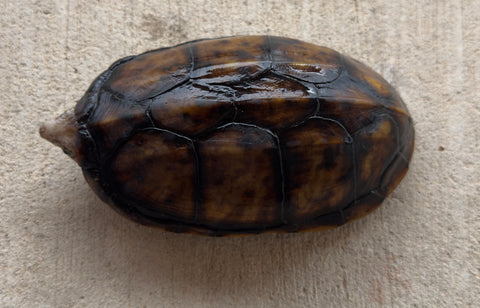 Hypo Scorpion Mud Turtle Male (Kinosternon scorpioides) (SMT2)