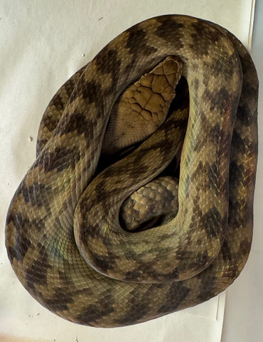 Halmahera Scrub Python 4-5' (HSP2)