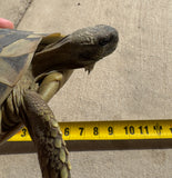Adult Hermans Tortoise Female (HTF1)