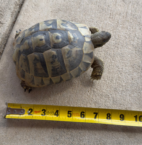 Adult Hermans Tortoise Female (HTF1)