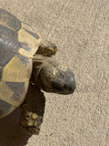 Adult Hermans Tortoise Female (HTF2)