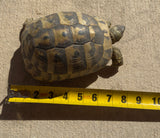 Adult Hermans Tortoise Female (HTF2)
