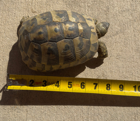 Adult Hermans Tortoise Female (HTF2)