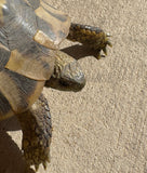 Adult Hermans Tortoise Female (HTF3)