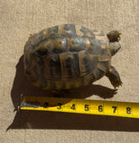 Adult Hermans Tortoise Female (HTF3)
