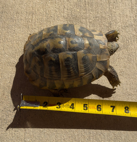 Adult Hermans Tortoise Female (HTF3)