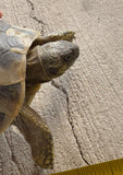 Adult Hermans Tortoise Female (HTF4)