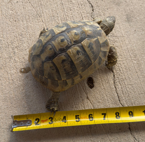 Adult Hermans Tortoise Female (HTF4)