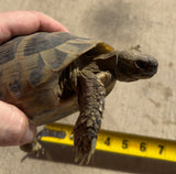 Adult Hermans Tortoise Male (HTM5)