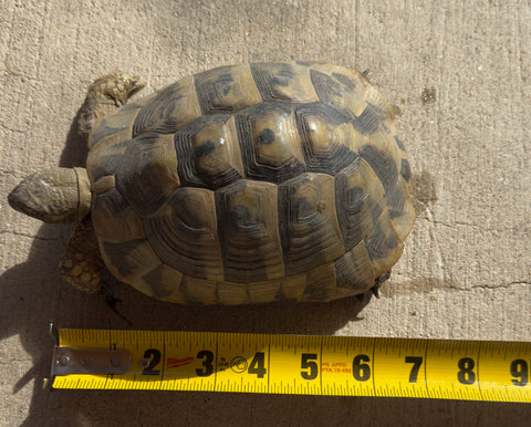 Adult Hermans Tortoise Male (HTM5)