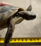 Adult Hermans Tortoise Male (HTM6)