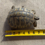 Adult Hermans Tortoise Male (HTM6)