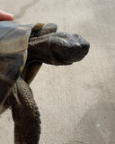 Adult Hermans Tortoise Male (HTM7)