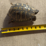 Adult Hermans Tortoise Male (HTM7)