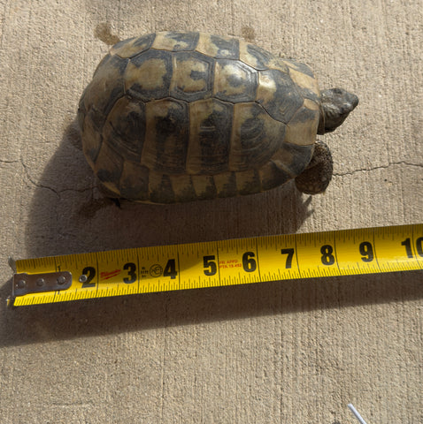 Adult Hermans Tortoise Male (HTM7)