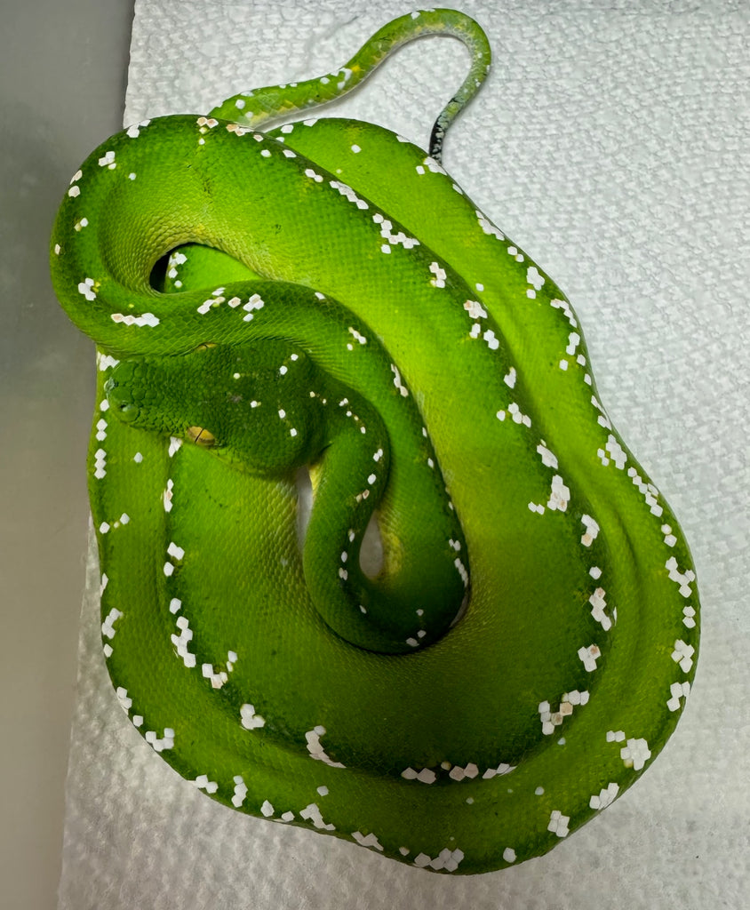 High White Juvenile Aru Green Tree Python Female (HWGTPF1) – Reptile ...