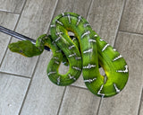 High Yellow High White Guyana Emerald Tree Boa Female (HYETBF1)