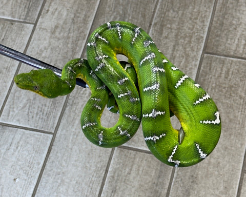 High Yellow High White Guyana Emerald Tree Boa Female (HYETBF1)