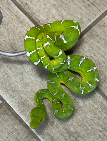 High White Juvenile Guyana Emerald Tree Boa Female (HWETBJ3)