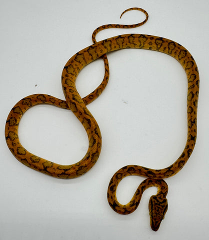 Insane Jaguar Pattern Amazon Tree Boa