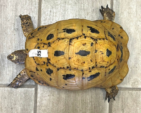 Libyan Greek Tortoise Adult Female (LGF55) - Reptile Pets Direct