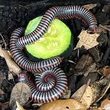 Vietnamese Rainbow Millipedes