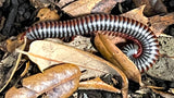 Vietnamese Rainbow Millipedes