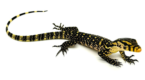 Sumbawa Water Monitor High Yellow