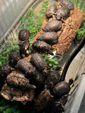 Adult Congo Dwarf Mud Turtle (Pelusios nanus)