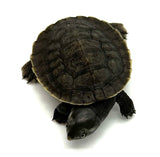 Krefft’s Sideneck Turtles (Emydura krefftii)