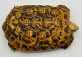 Pancake Tortoise Adult Female (PTAF1)