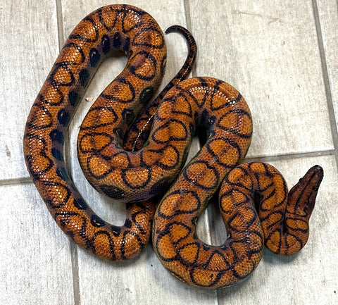 Brazilian Rainbow Boa Adult Female (BRBAF1)