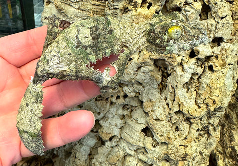 Mossy Leaf Tailed Gecko Female (Uroplatus sikorae) (MLTF01)