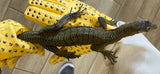 Peach Throat Monitor Juvenile