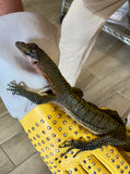 Peach Throat Monitor Juvenile