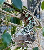 Cap Est Panther chameleon Pair (CEPCP1)