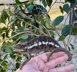Cap Est Panther chameleon Pair (CEPCP1)