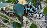 Cap Est Panther chameleon Pair (CEPCP1)
