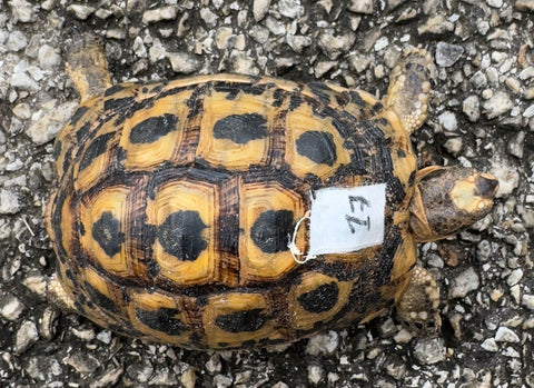 Tunisian Tortoises Male (Testudo graeca nabeulensis) (TT17)