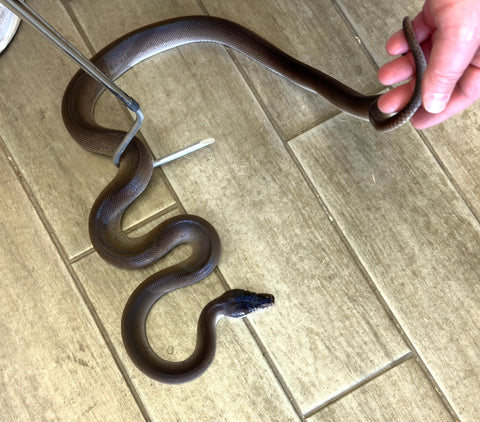 Southern White Lip Python Female 4-5' (SWF1)